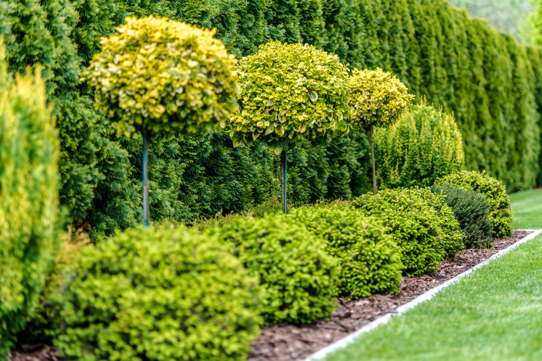 Pruning Trees and Shrubs Pruning Trees and Shrubs
