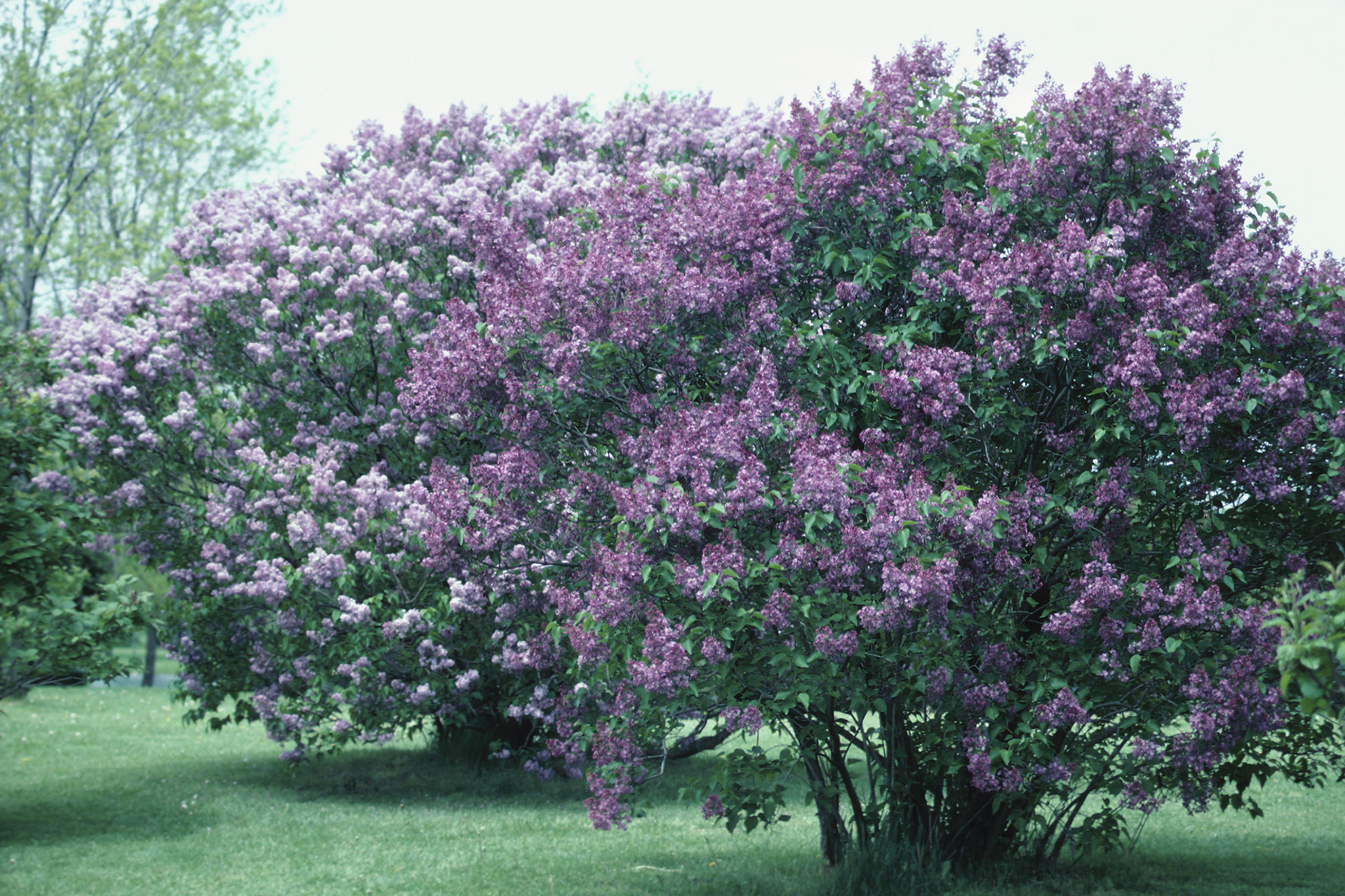 Pruning Trees and Shrubs Pruning Trees and Shrubs