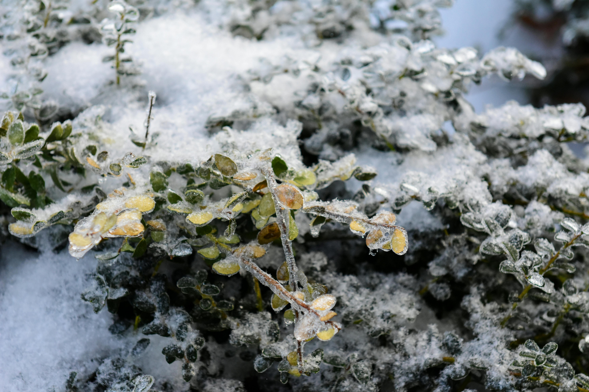 Pruning Trees and Shrubs Pruning Trees and Shrubs
