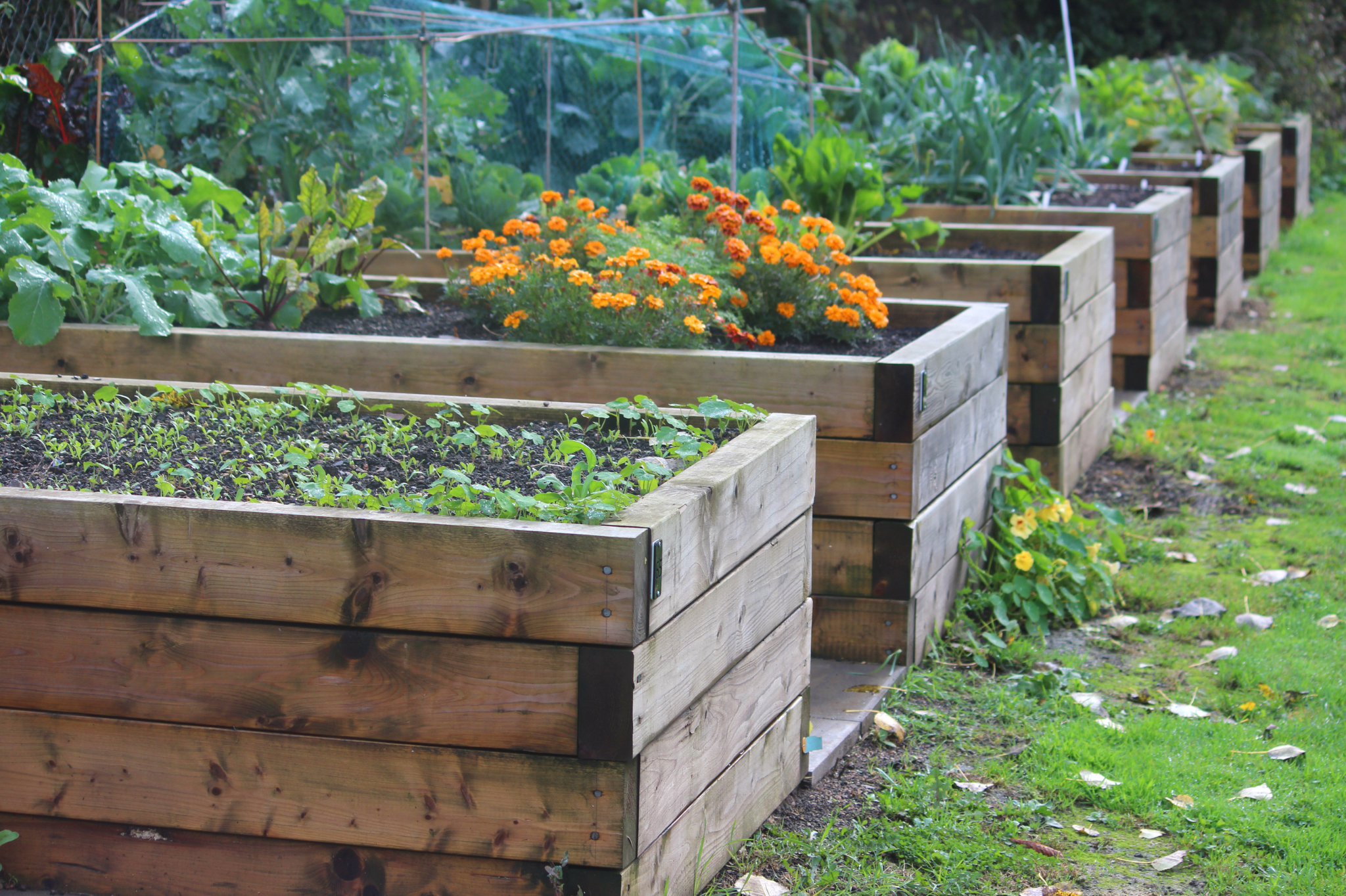 Best Wood for Raised Beds
