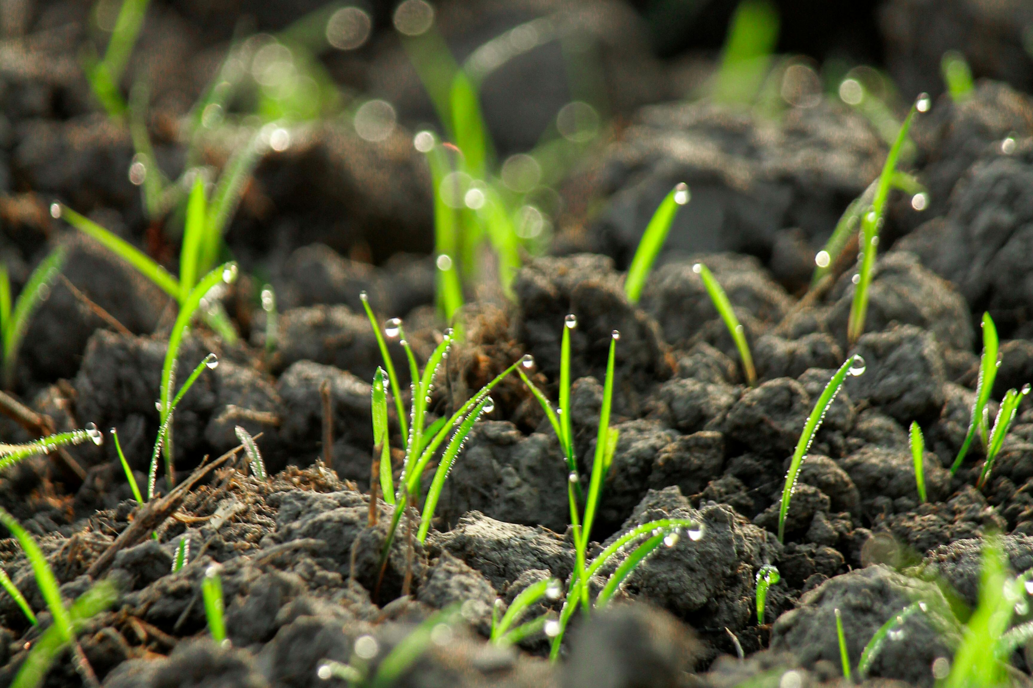 What’s the Environmental Impact of Lawn Care?