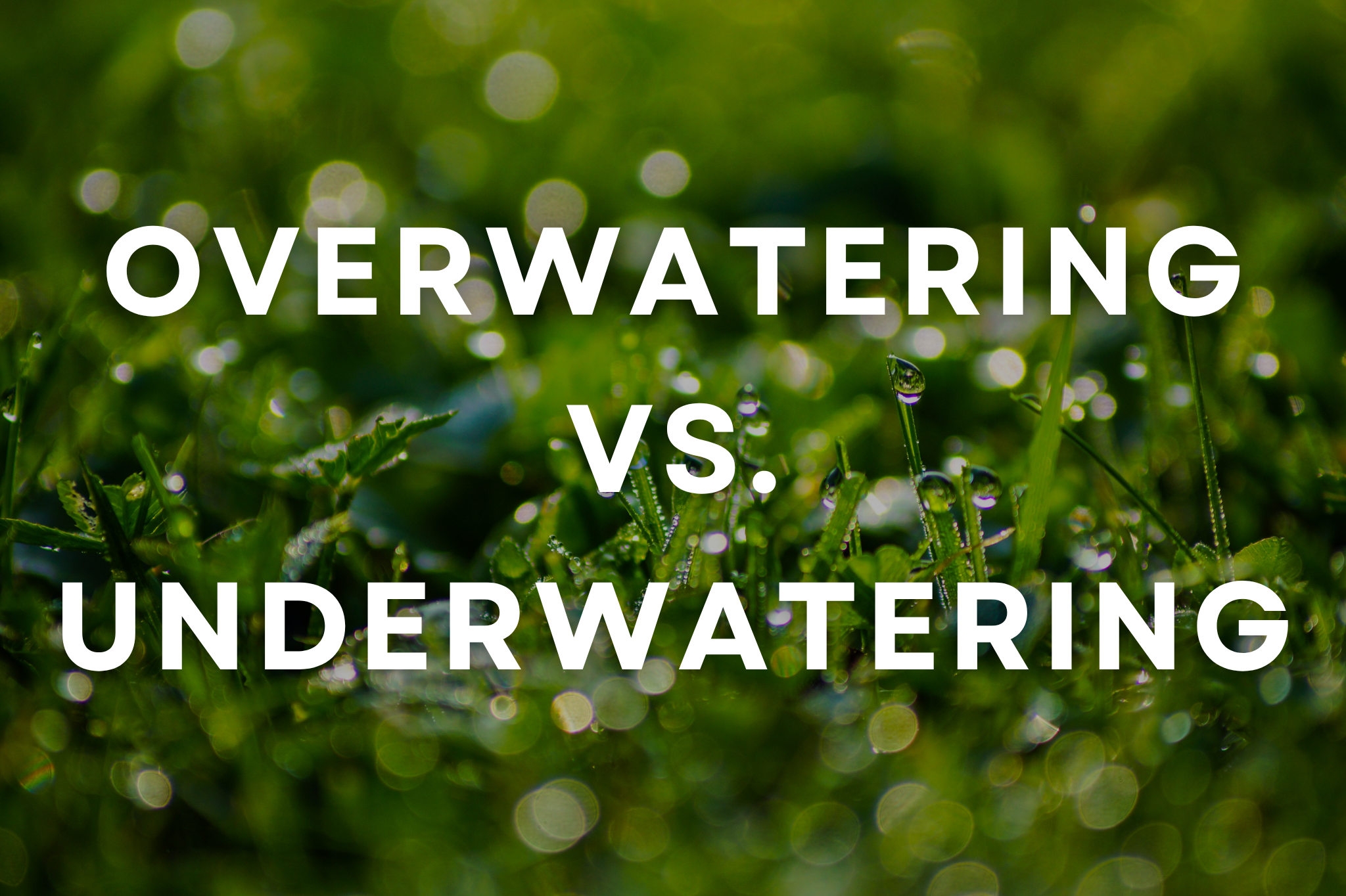 What’s the Best Way to Water My Lawn Efficiently? What’s the Best Way to Water My Lawn Efficiently?