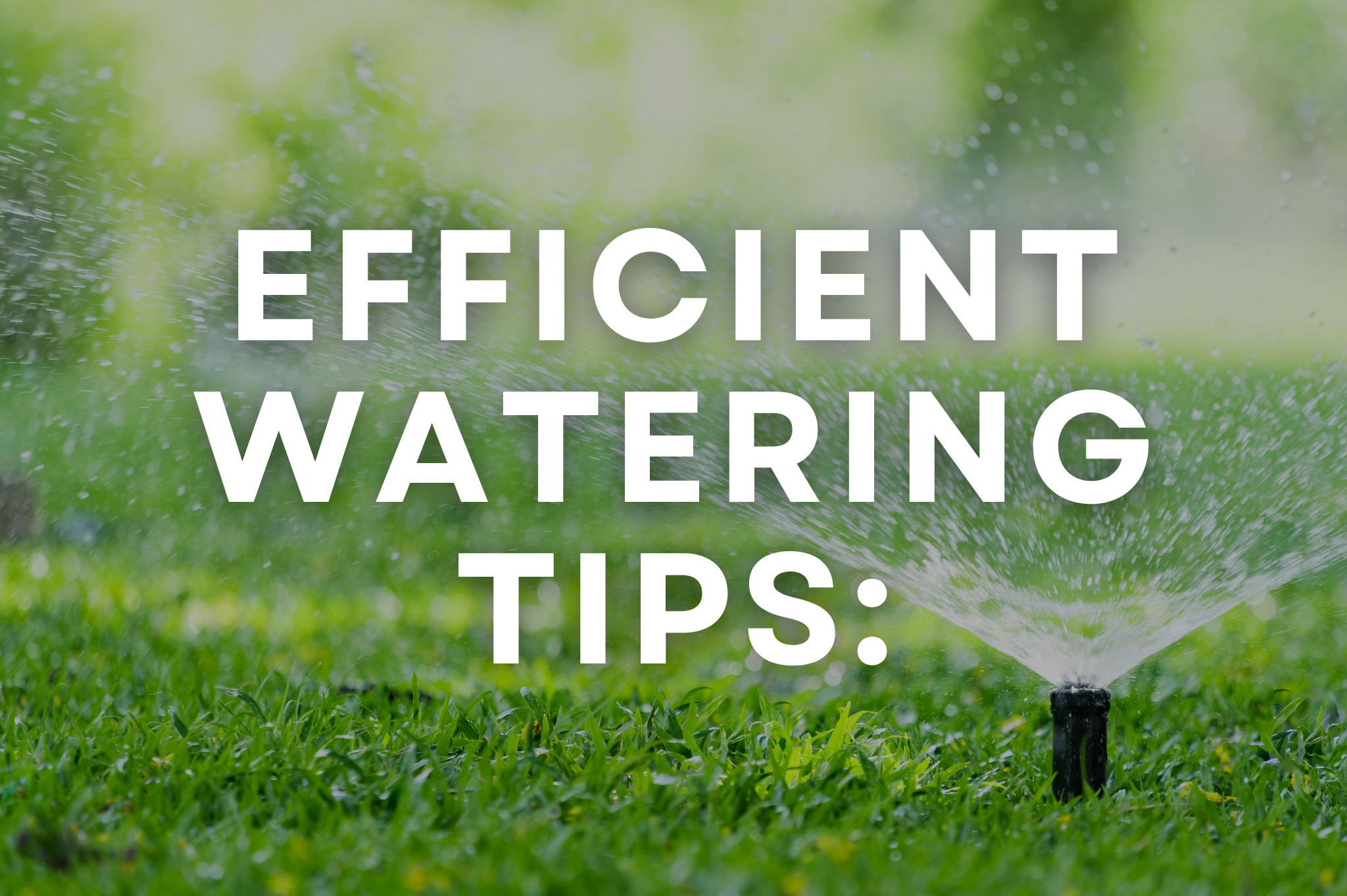 What’s the Best Way to Water My Lawn Efficiently? What’s the Best Way to Water My Lawn Efficiently?