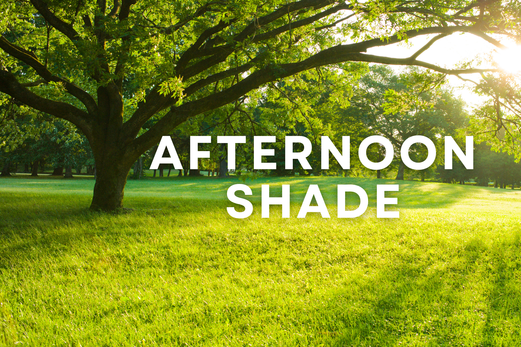 Summer Landscaping Tips