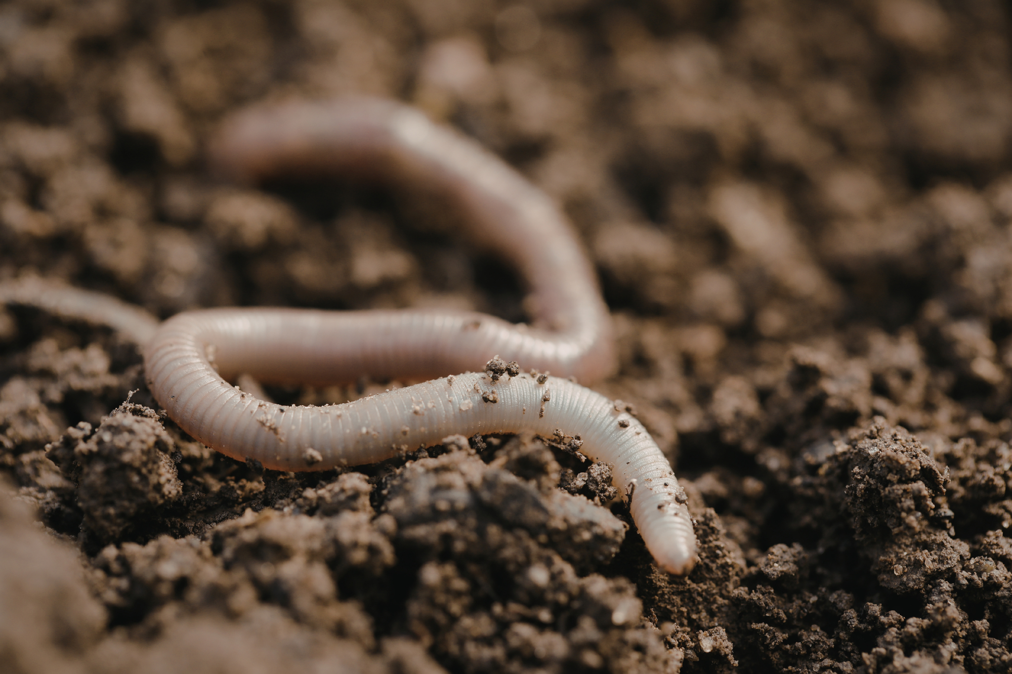 How Do I Know If My Soil Is Healthy?