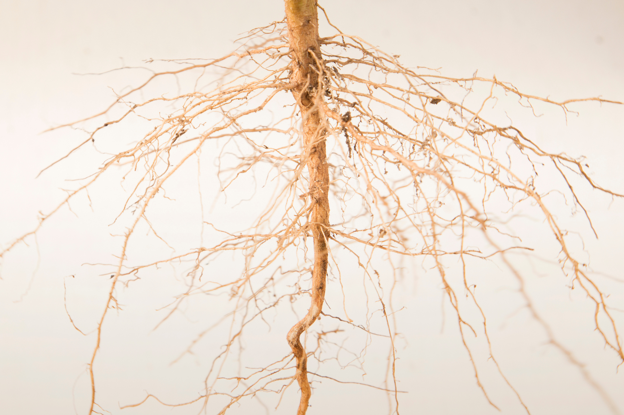 Deep-Rooted Groundcovers