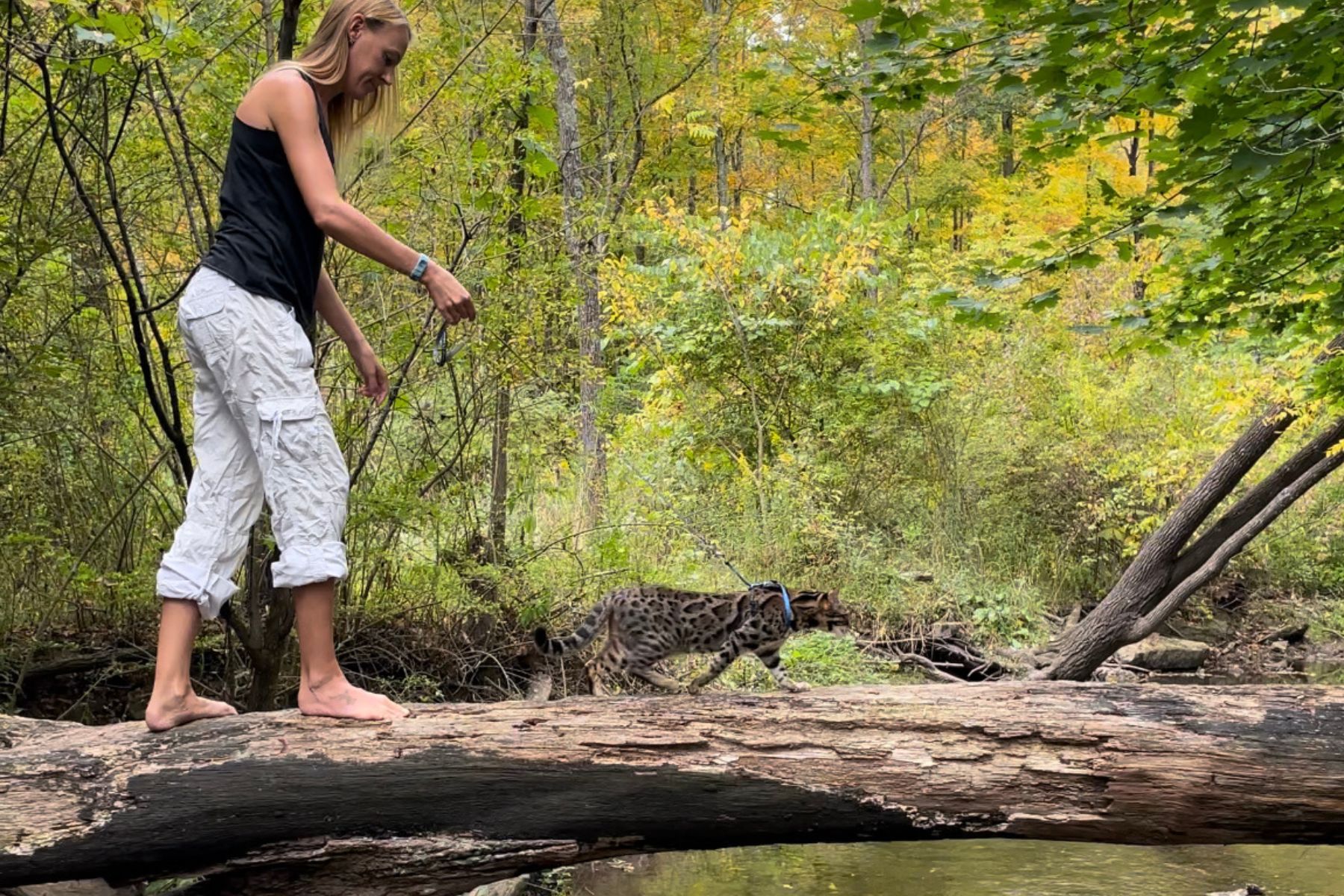 Cat and girl crossing a stram on a log
