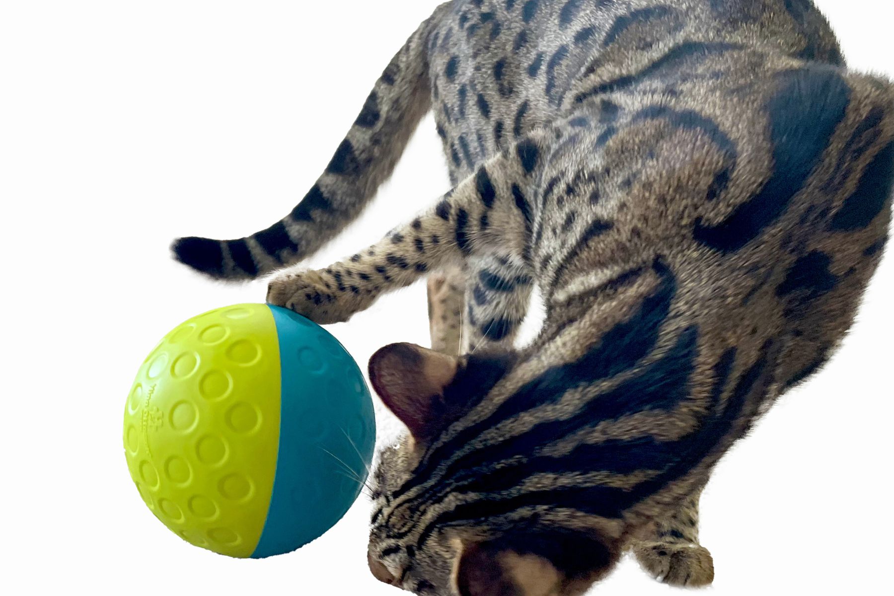 Cat playing with ball 