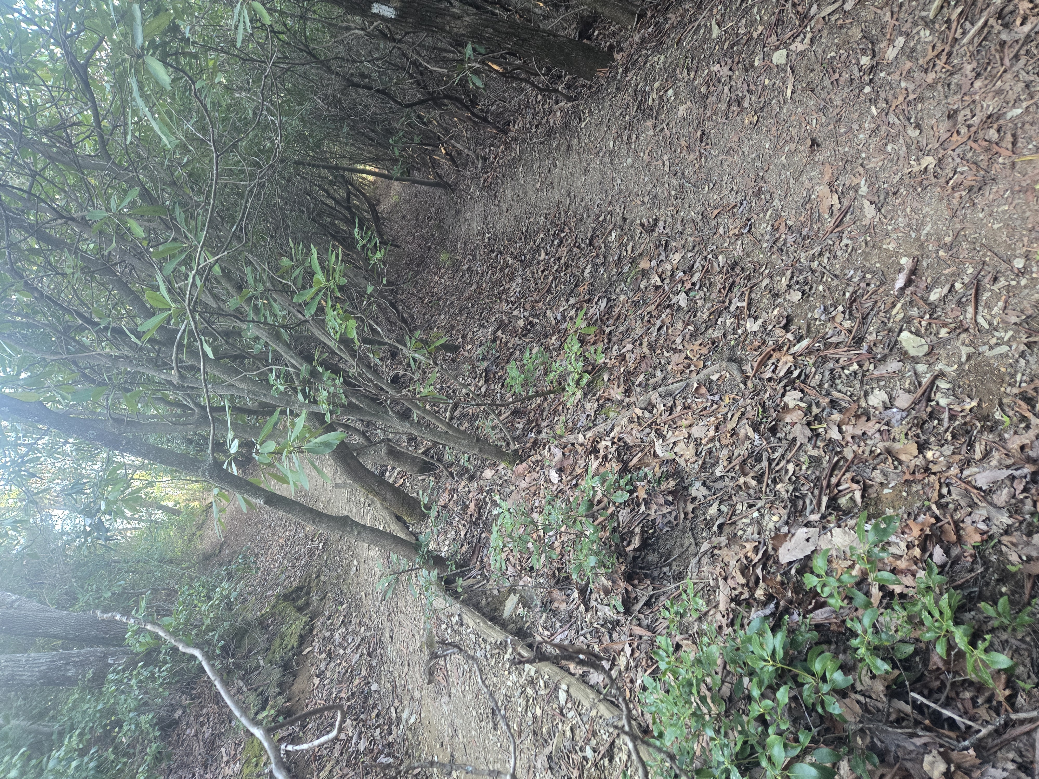 on the trail