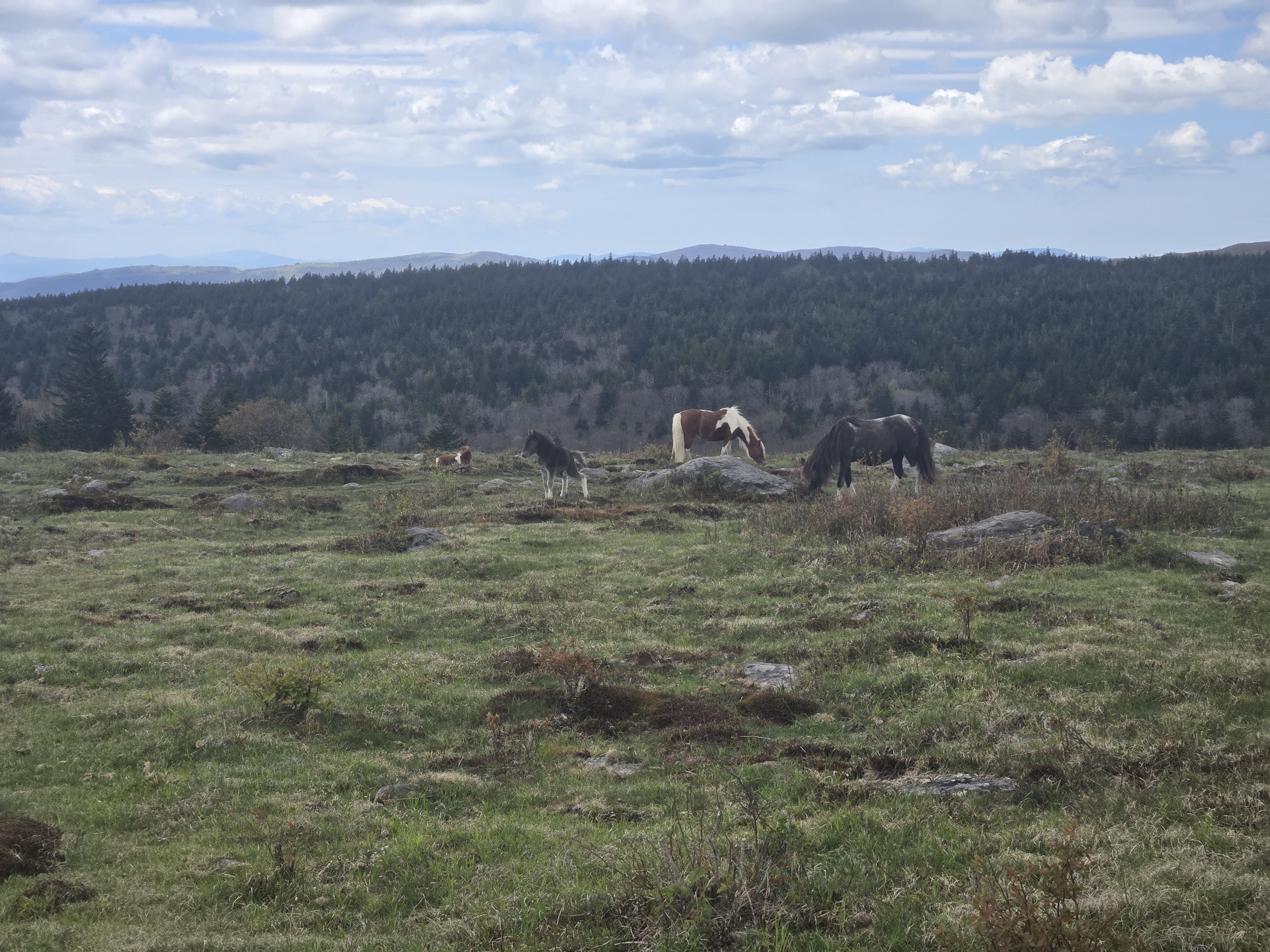 livestock