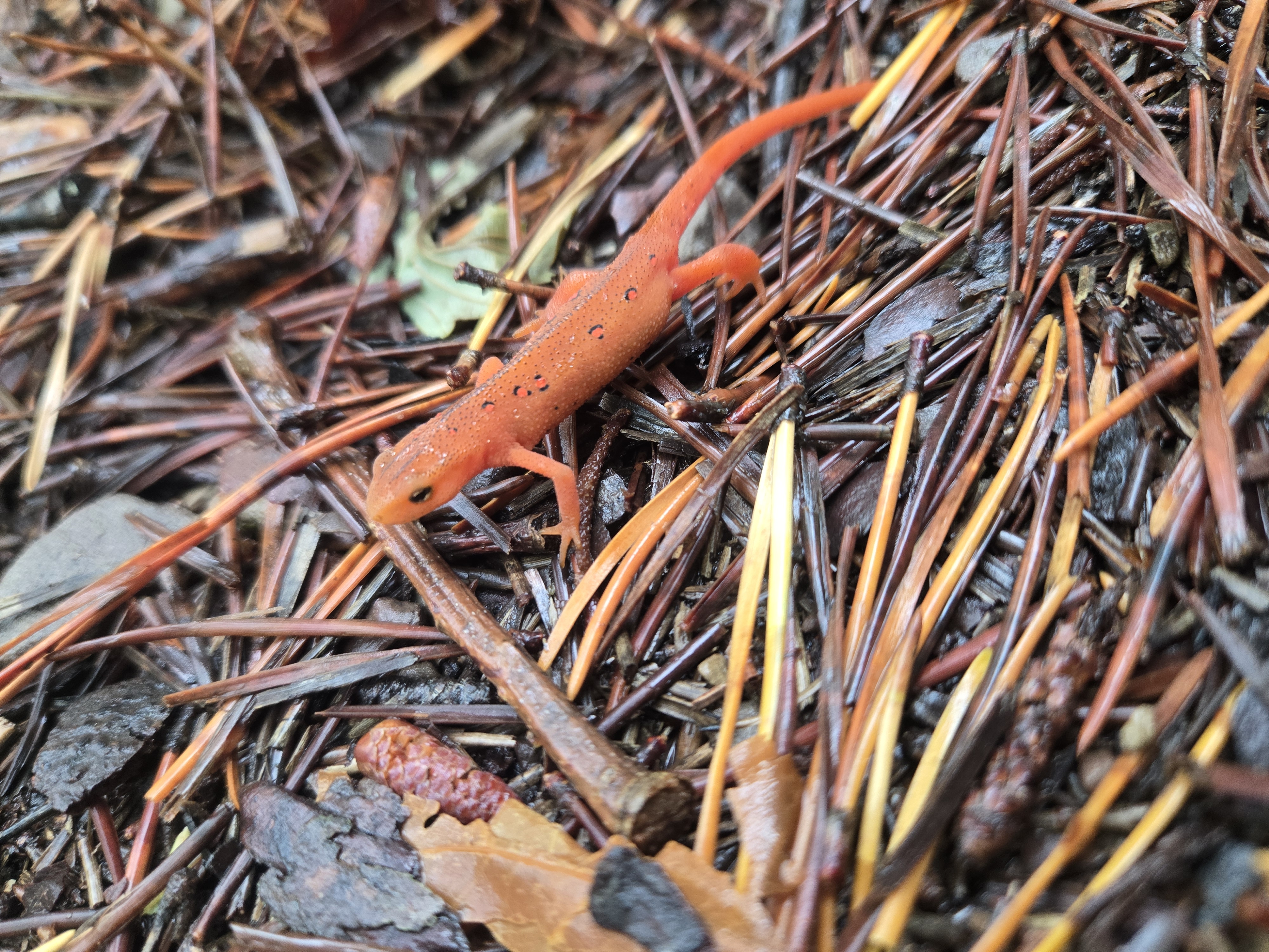 creatures in the woods