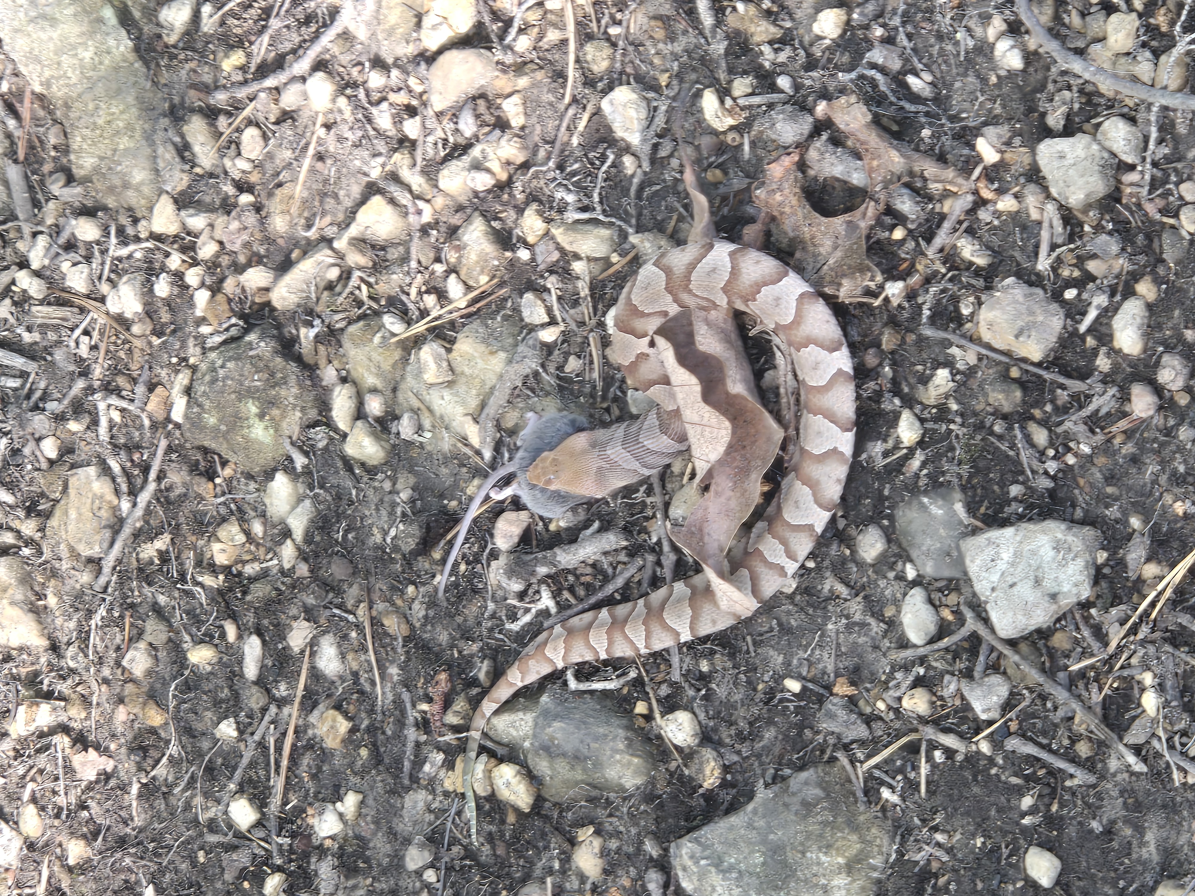 snakes having lunch snakes having lunch