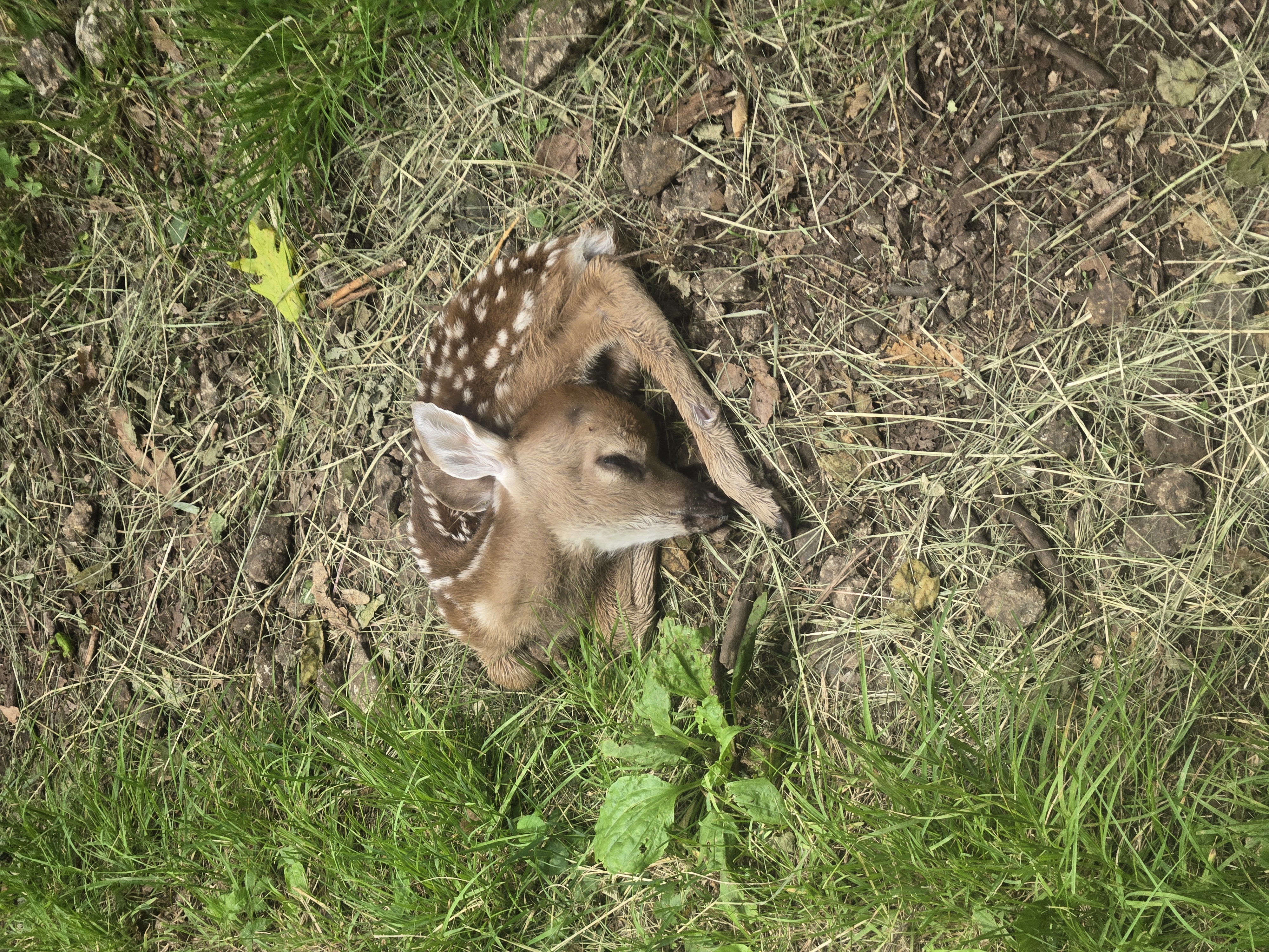 bambi bambi