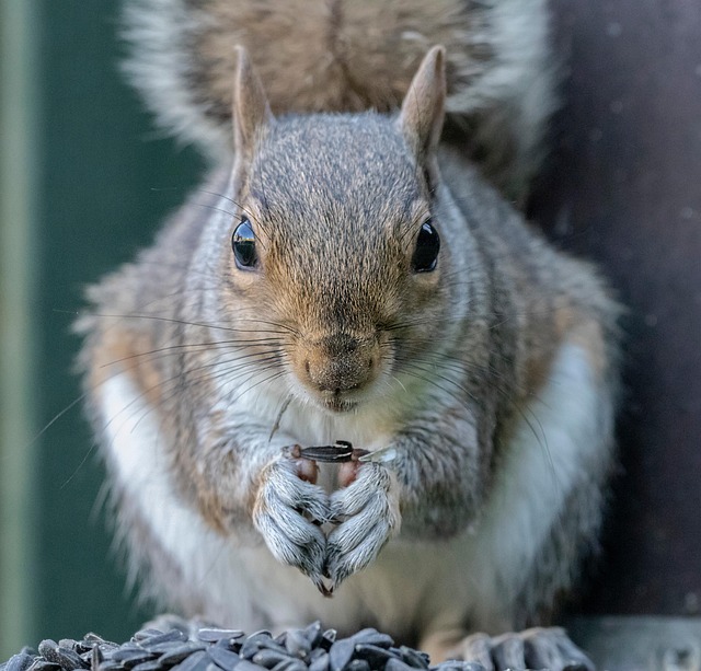 Squirrel on a Port Charlotte rooftop