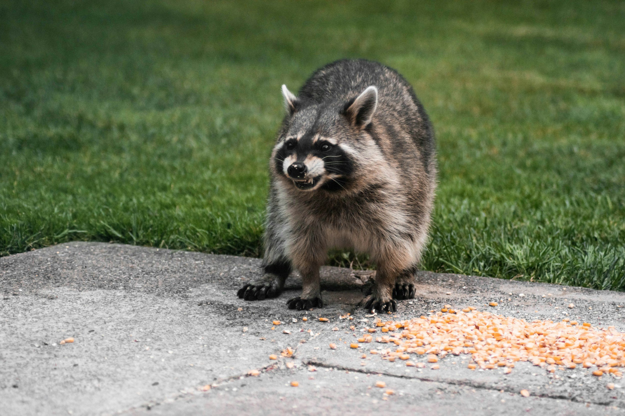 Raccoon in a Florida attic