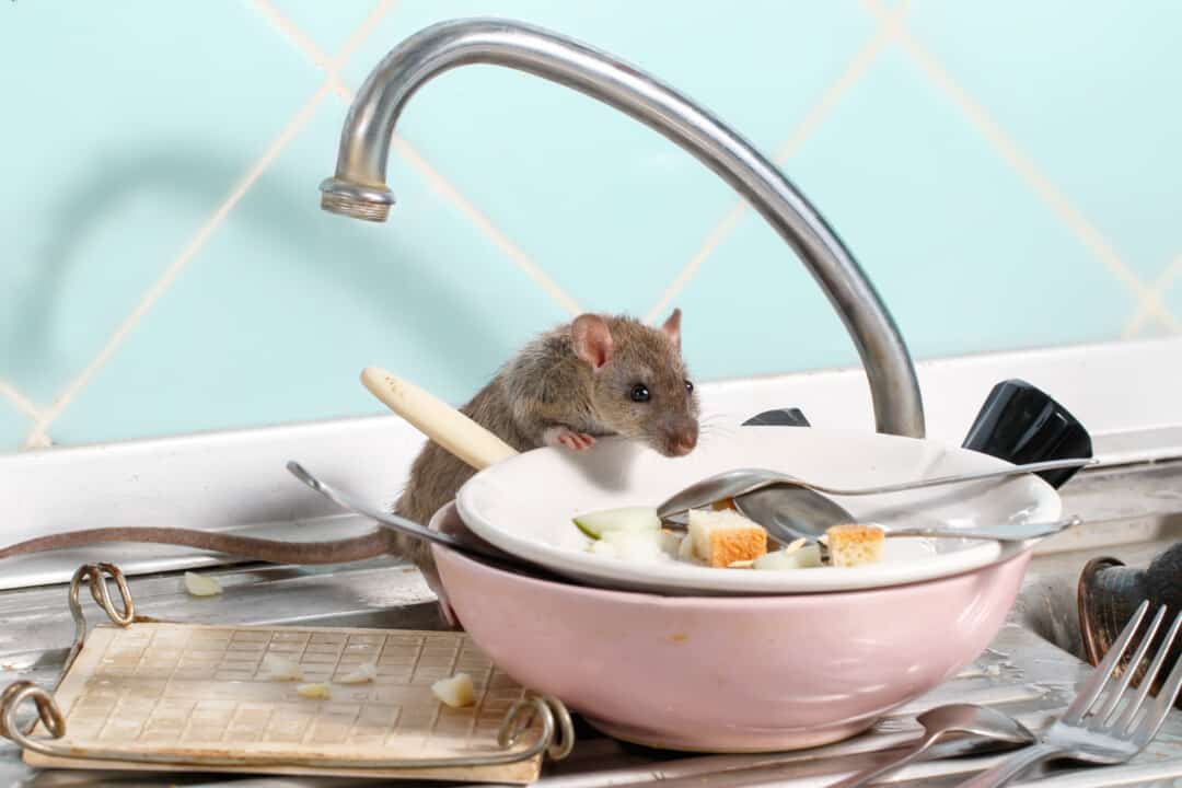 House mouse near a pantry