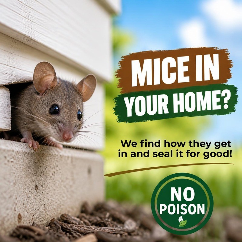 Mouse removal and exclusion, no poison