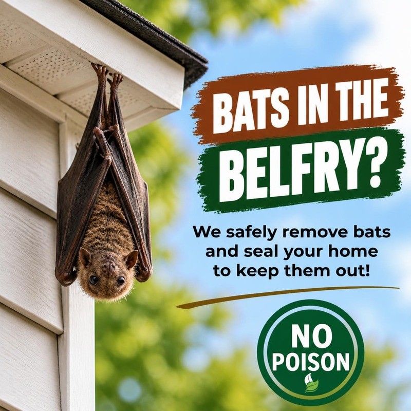 Bat exclusion in Massachusetts