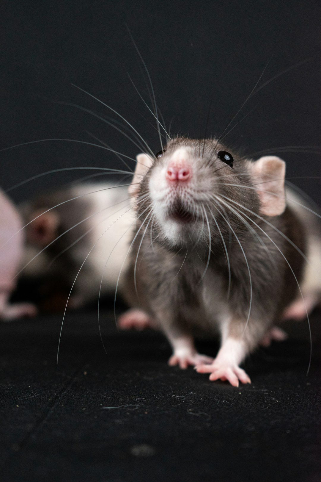 Roof rat in a Charlotte County home
