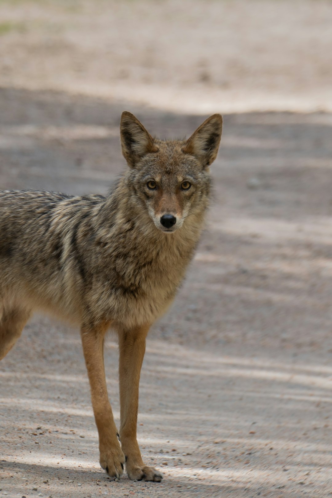 Coyote Mentoring — nature connection practice with Josh Lane