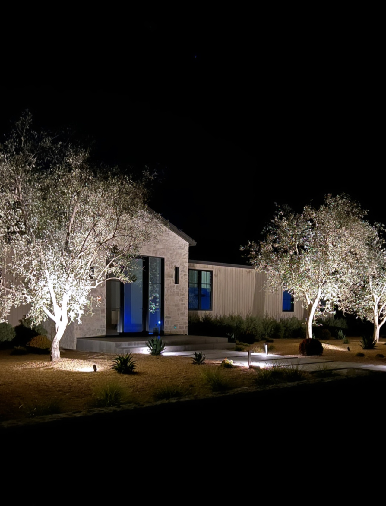 Olive trees lit by low-voltage outdoor lighting at night on a Sonoma wine country property