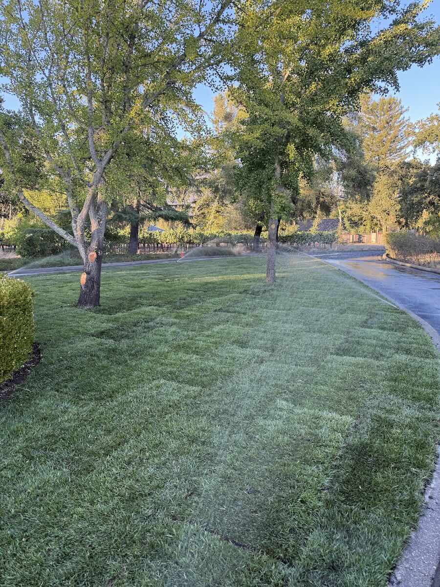After: full landscape sod installation at a Sonoma estate
