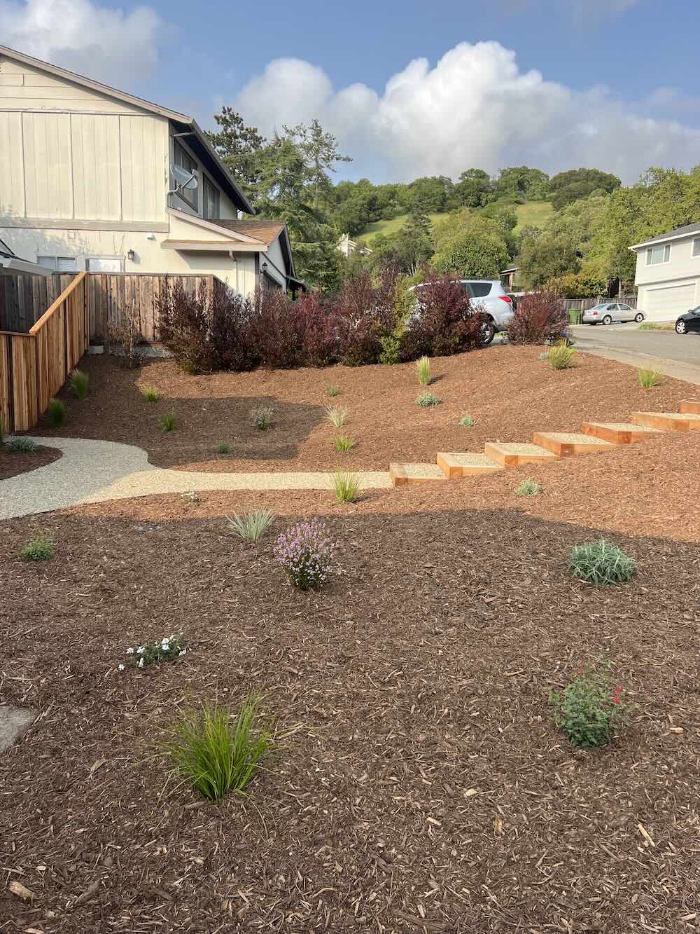 After: drought-tolerant landscape conversion in Napa