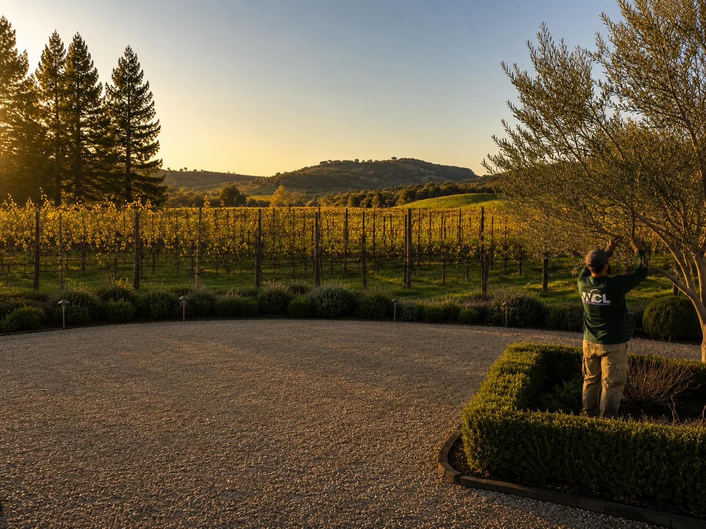 Boutique vineyard grounds maintenance — Wine Country Landscaping