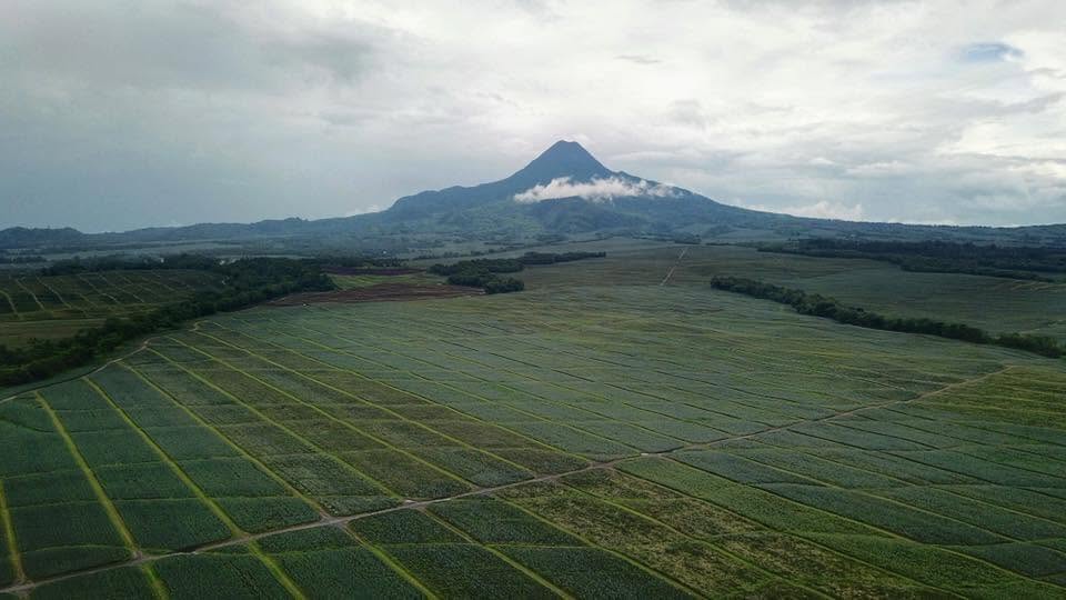 Polomolok, pineapple country