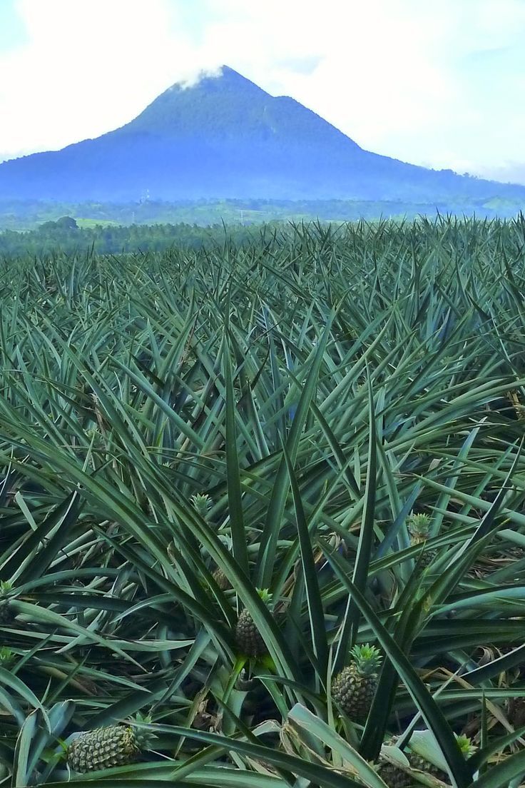 Mount Matutum