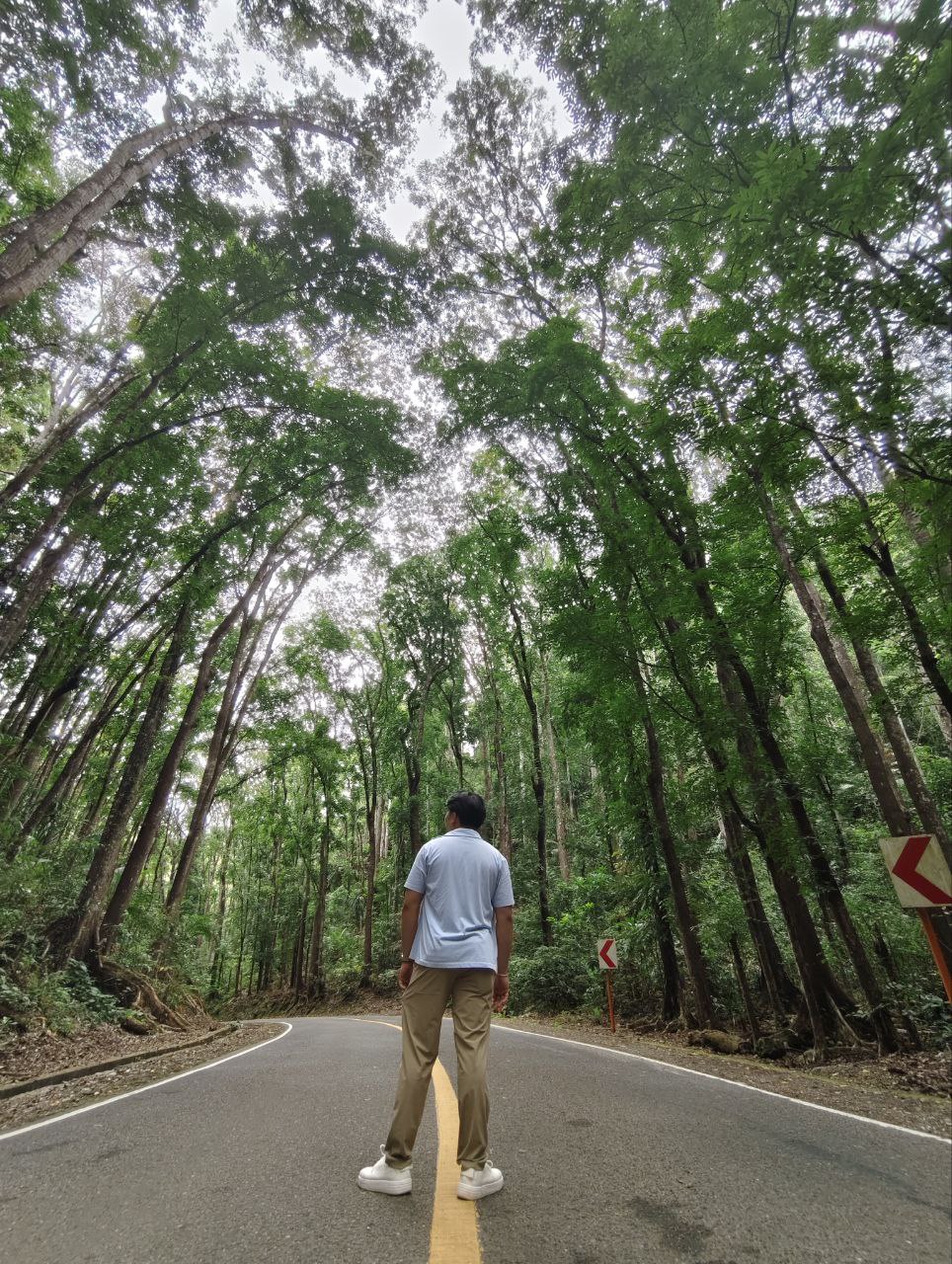 The man made forest