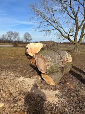 {{ custom_values.service_3 }} in {{custom_values.area_3})