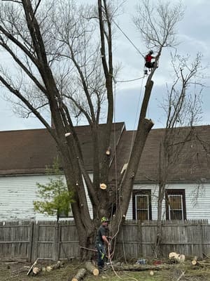 Tree Trimming in East Aurora