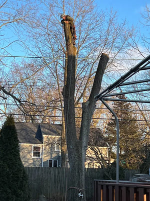 Tree Removal in Orchard Park