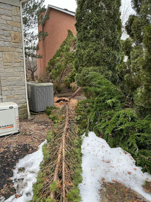 Tree Trimming in Orchard Park