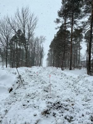 Tree Service in East Aurora