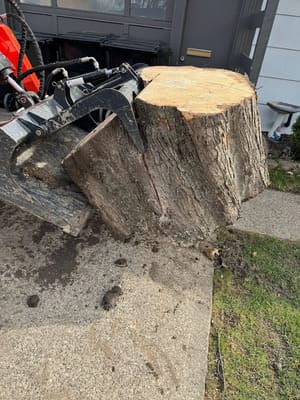 Emergency Tree Removal in East Aurora