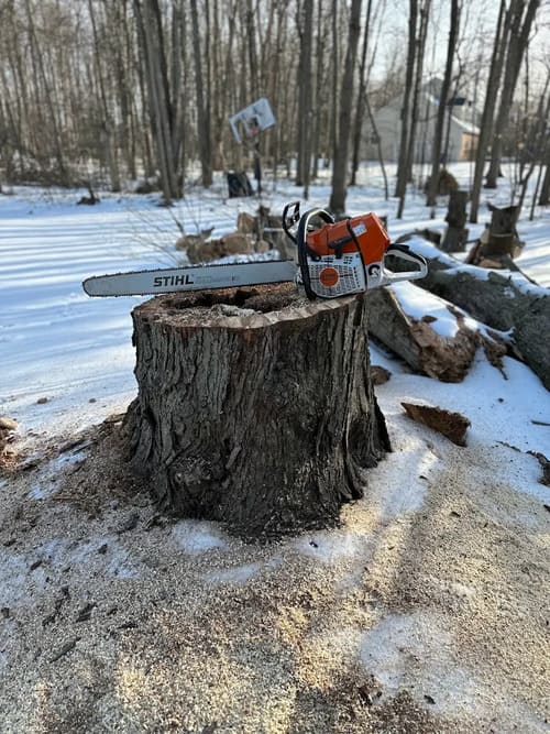 tree care in East Aurora