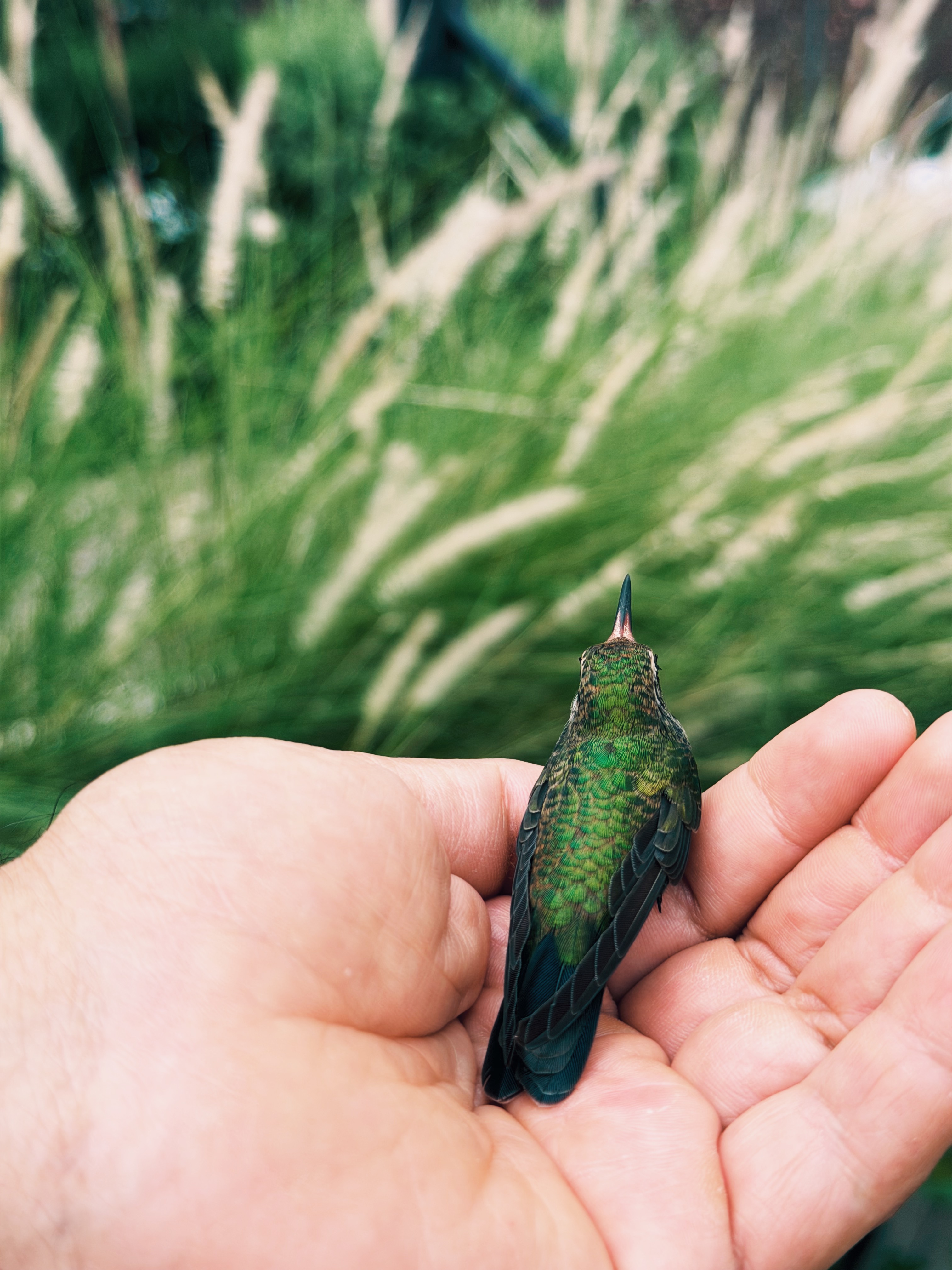 El colibrí que originó Puntitos