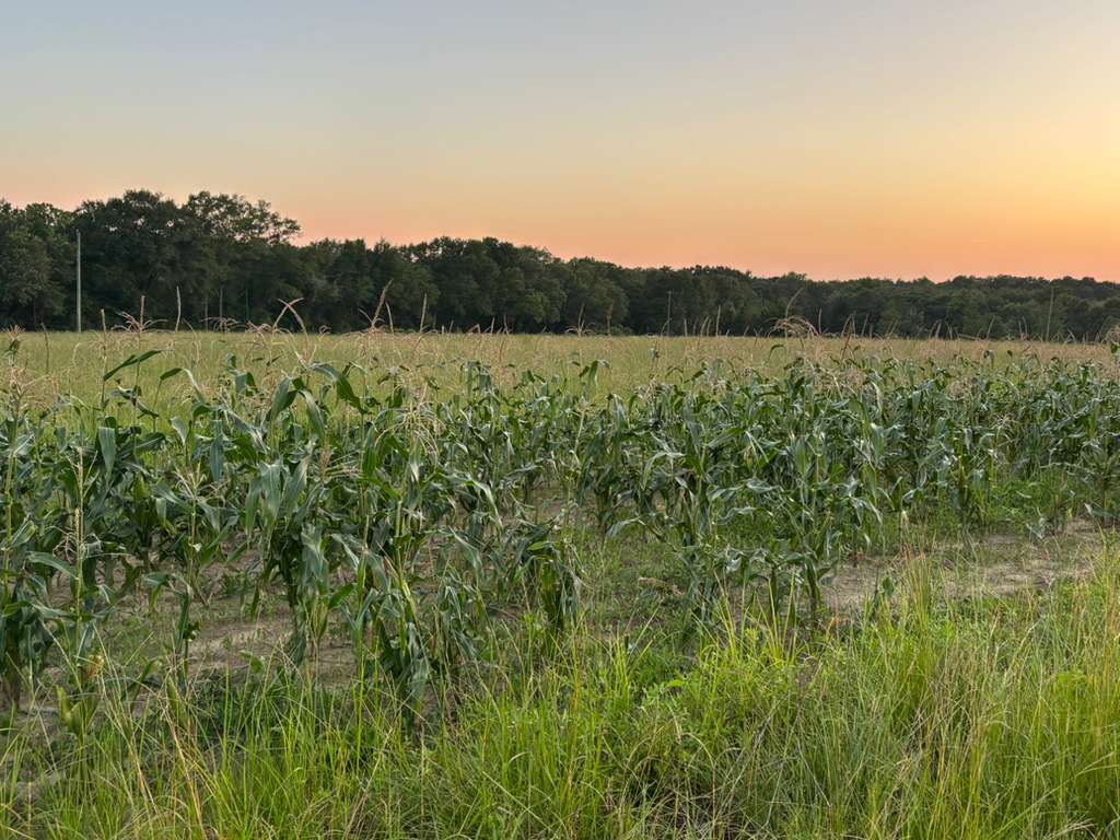Farm 1
