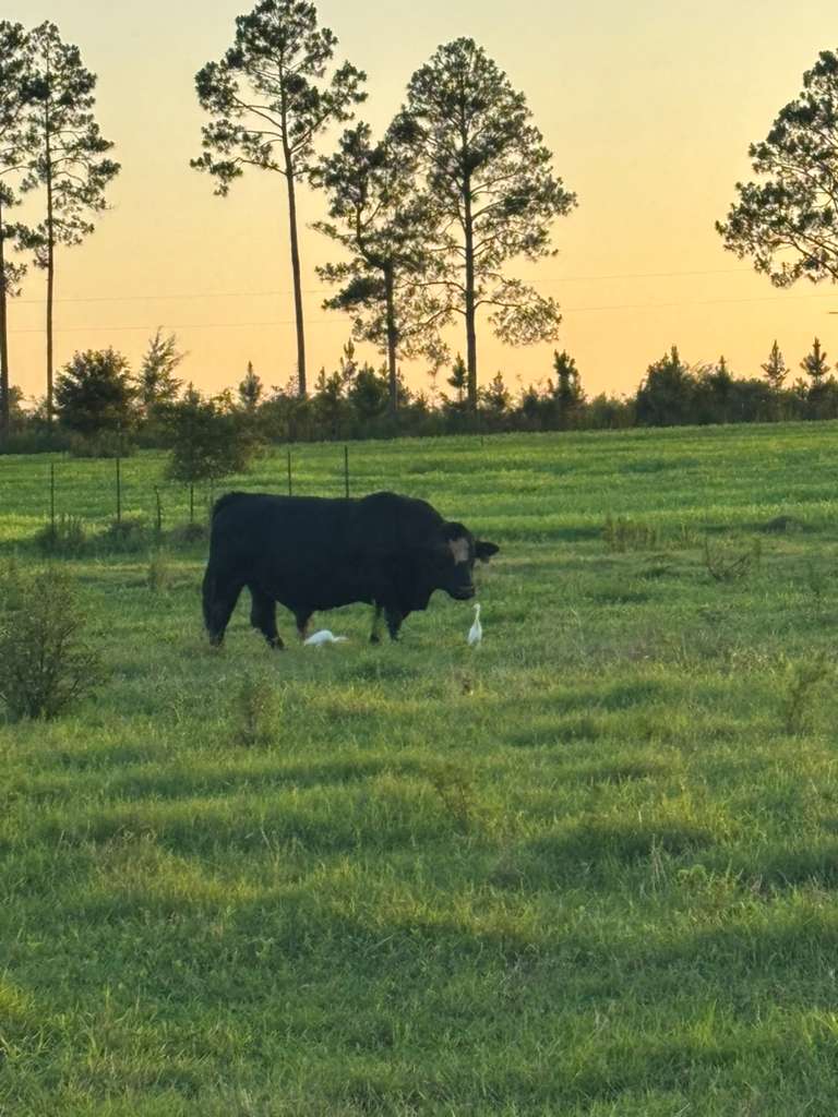 Farm 7