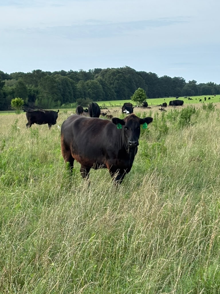 Farm 5