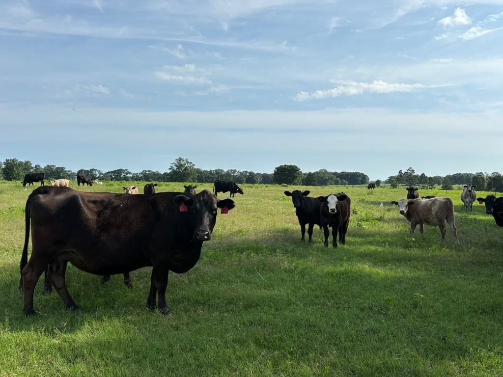 Farm 6