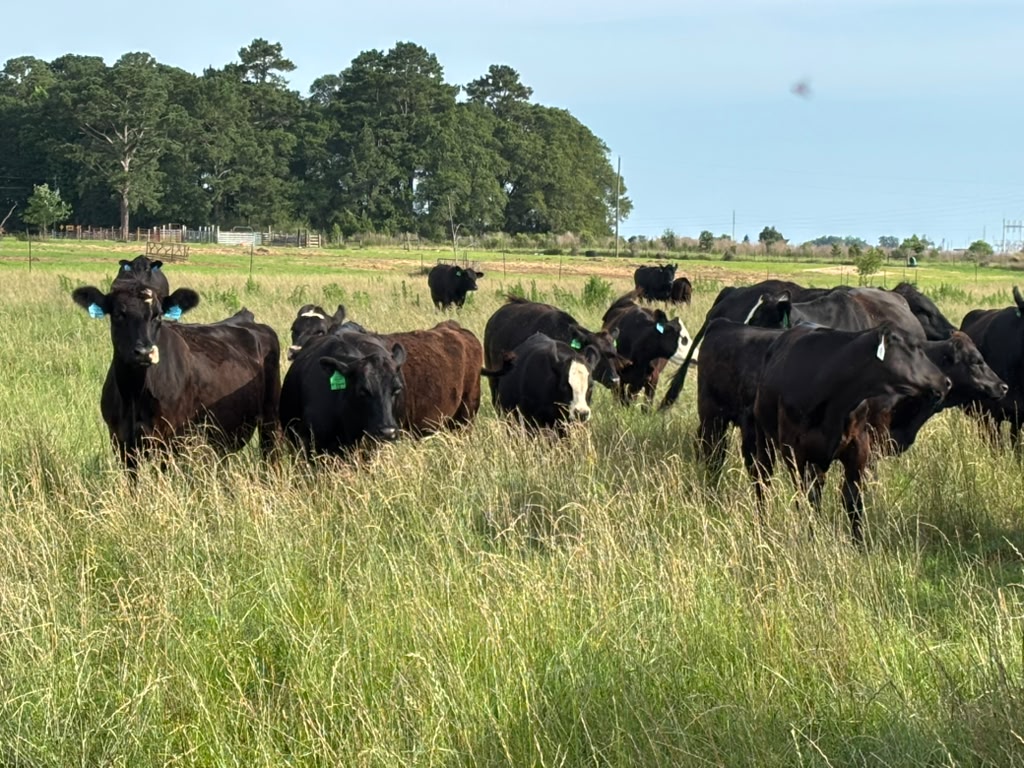 Farm 4
