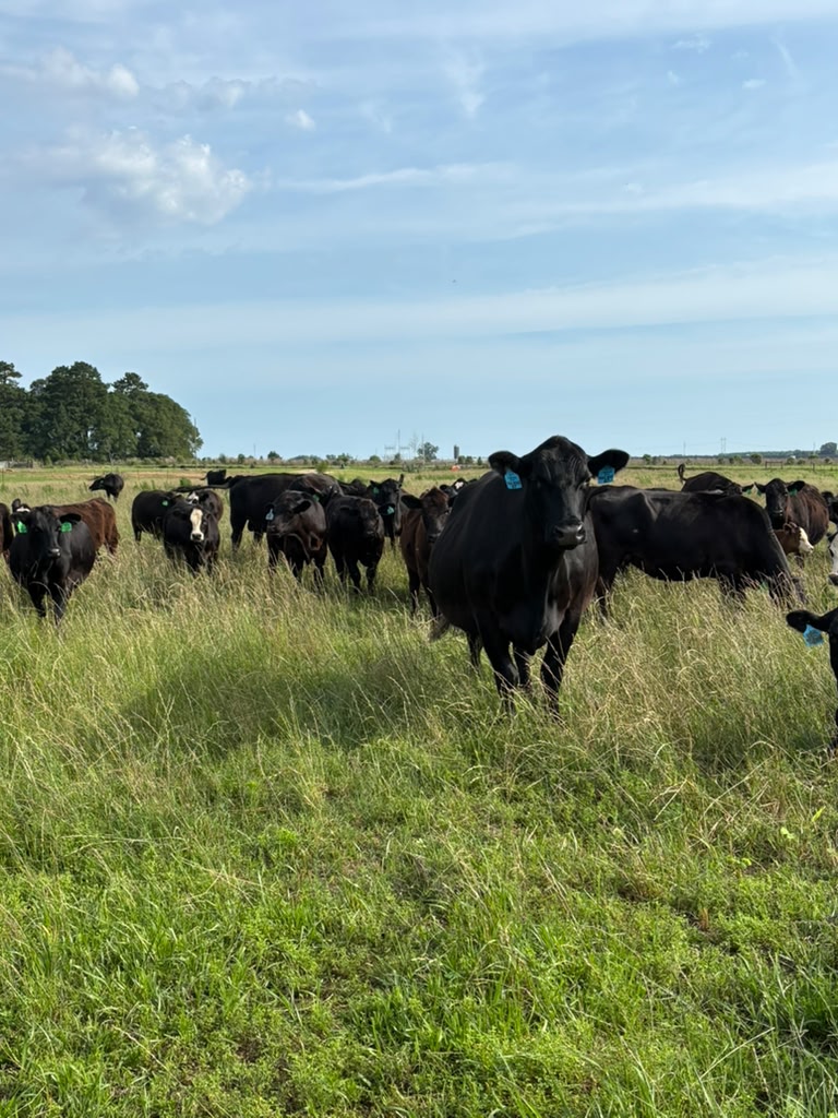 Farm 3