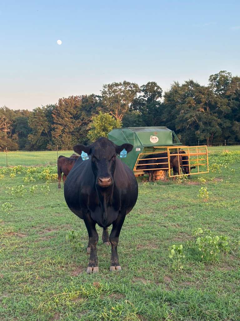 Farm 8