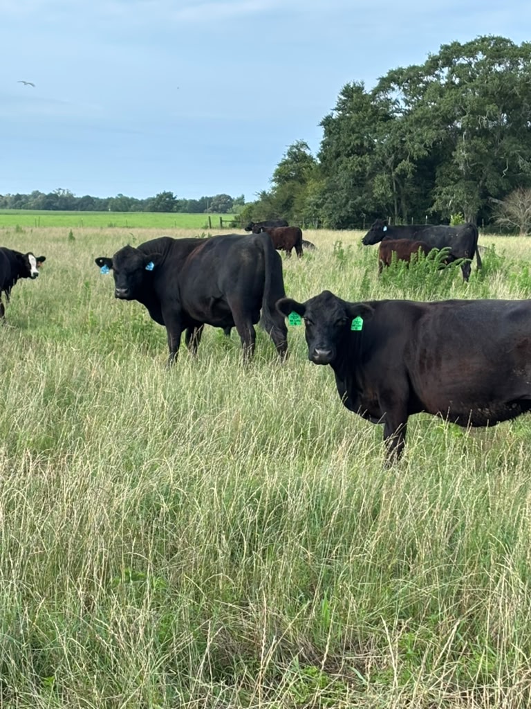 Farm 2