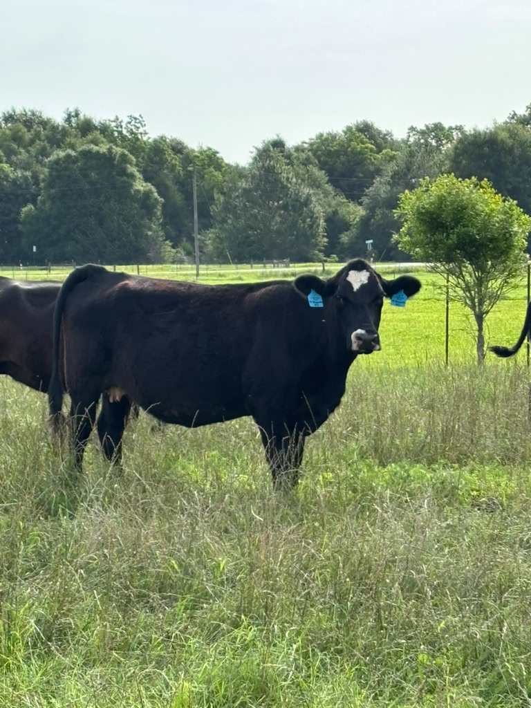 Farm 1