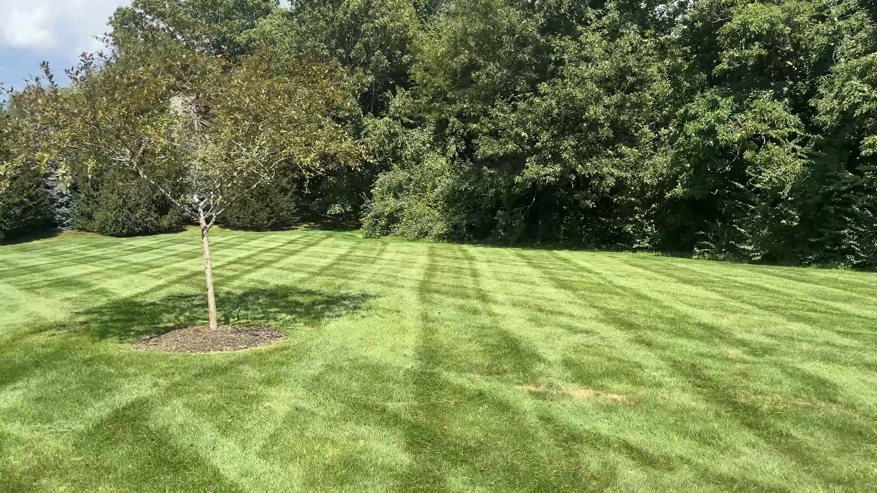 Beautiful green lawn