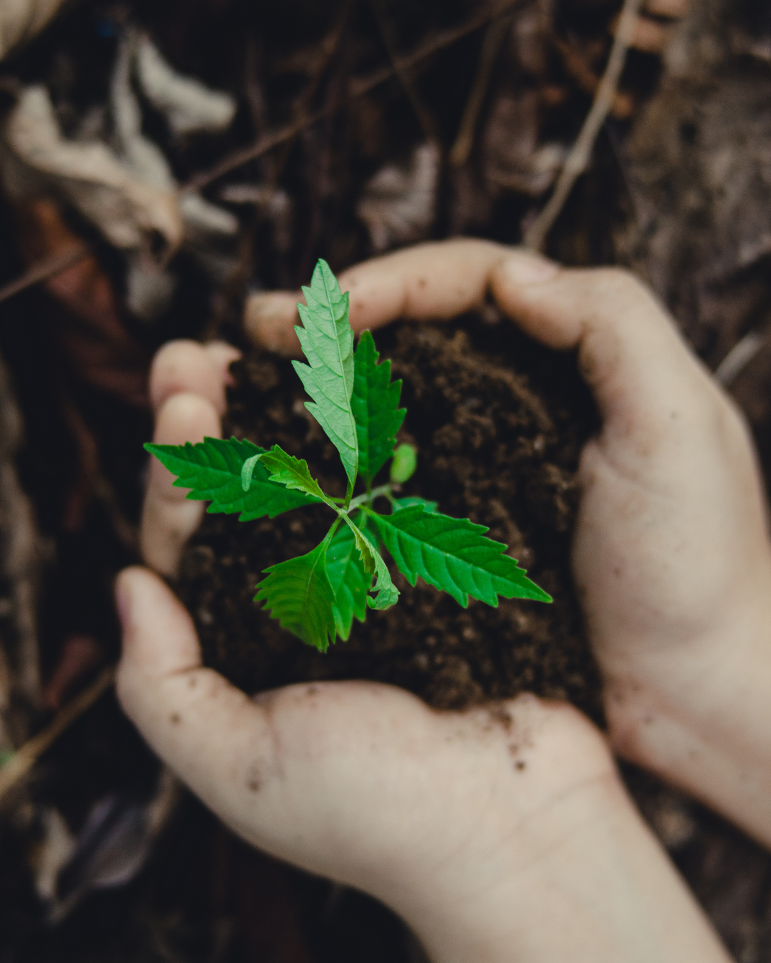 Manos sosteniendo una planta brotando en la tierra